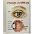 Human Eye