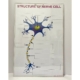 Structure of Nerve Cell