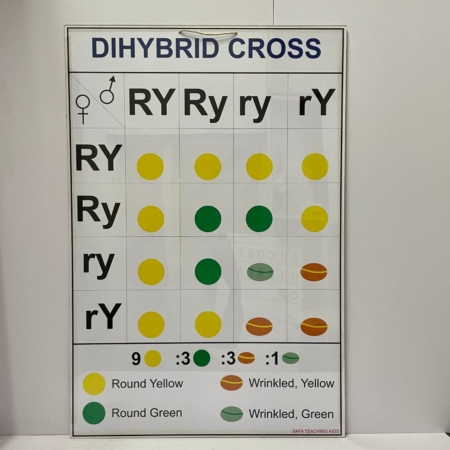 Dihybrid Cross