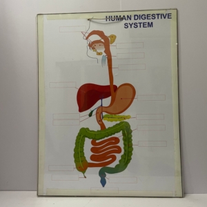 Human Digestive System