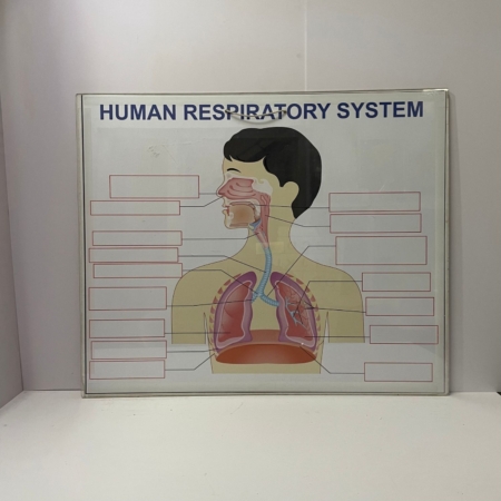 Human Respiratory System