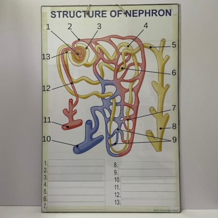 Structure Of Nephron