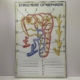 Structure Of Nephron